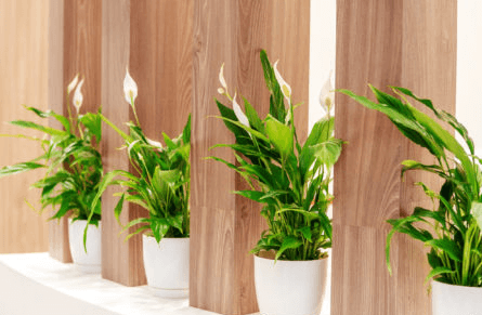 Introduction to the use of plants in corporate events:
